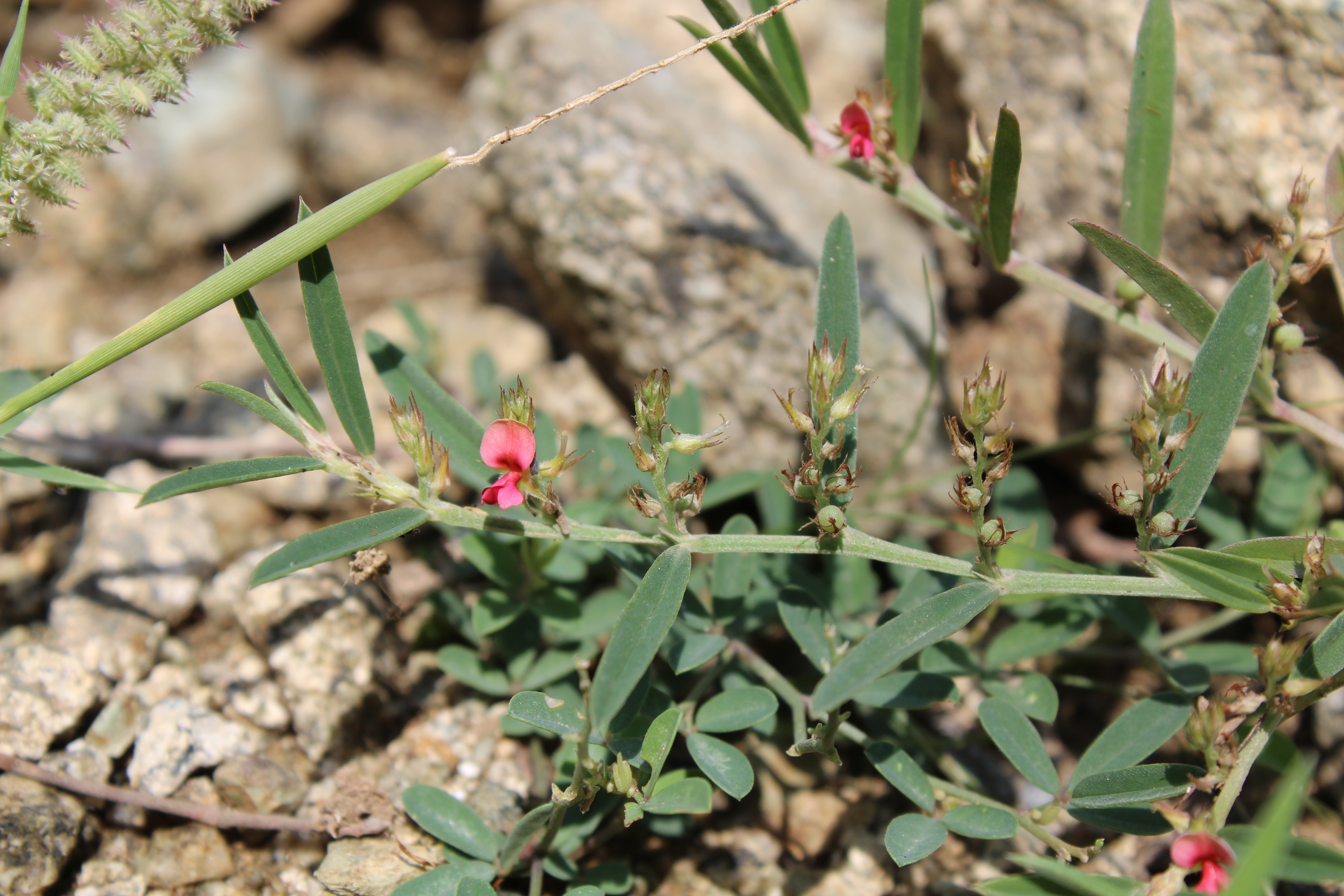 Indigofera linifolia